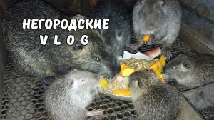 НУТРЯТА. Всё-таки самок пересадили. 22.08.25