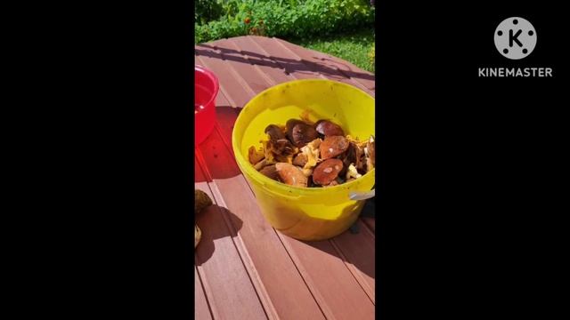 Грибы Подмосковья. смотреть онлайн