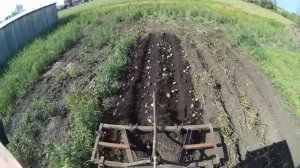 Картошка выращена и выкопана. Лучше по вспашке или без? Копаю картофель минитрактором с окучниками.