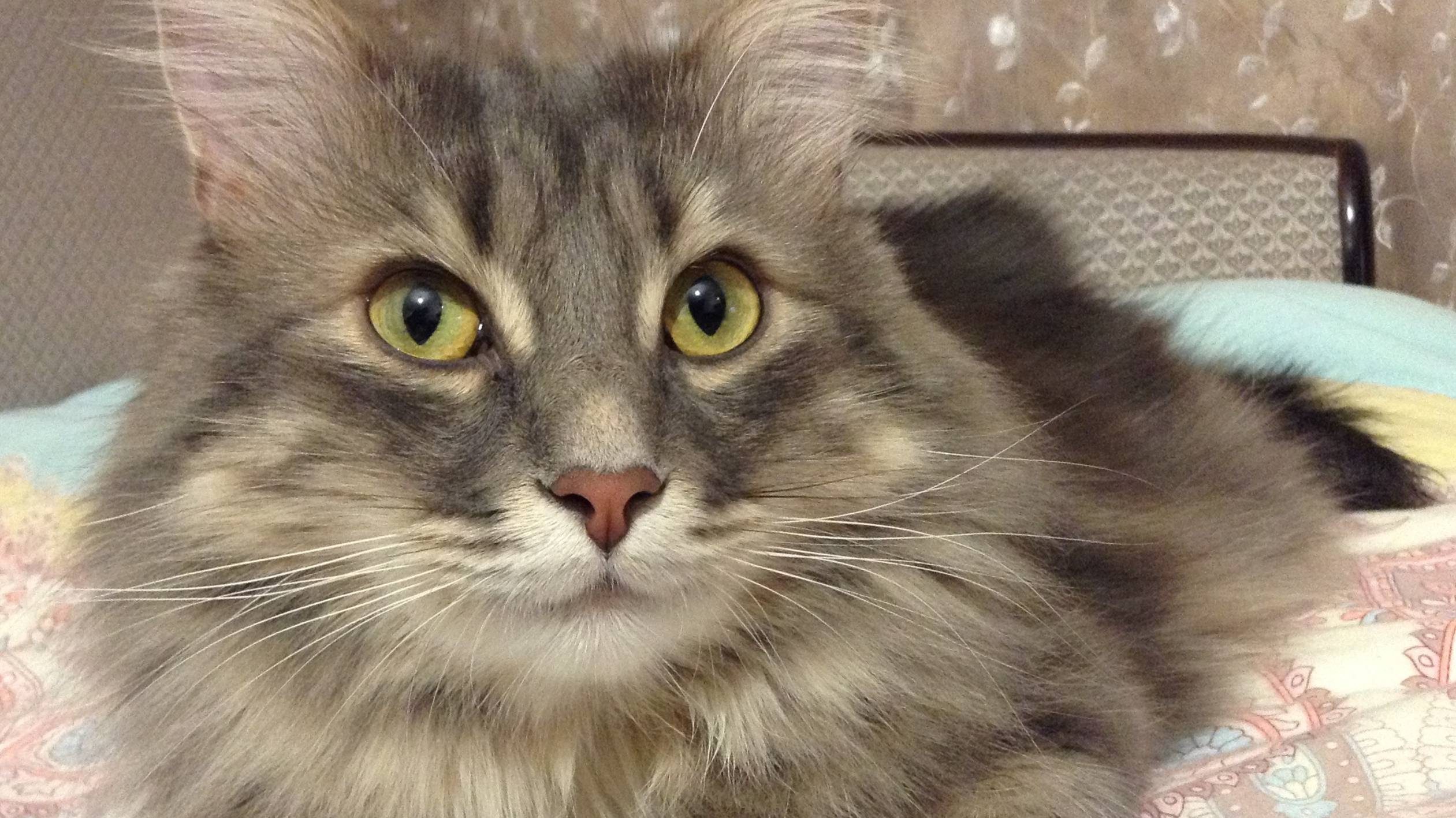 Марсик 6 смотреть онлайн