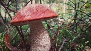 ЛЮБЛЮ КРАСНЫЕ ГРИБЫ СОБИРАТЬ