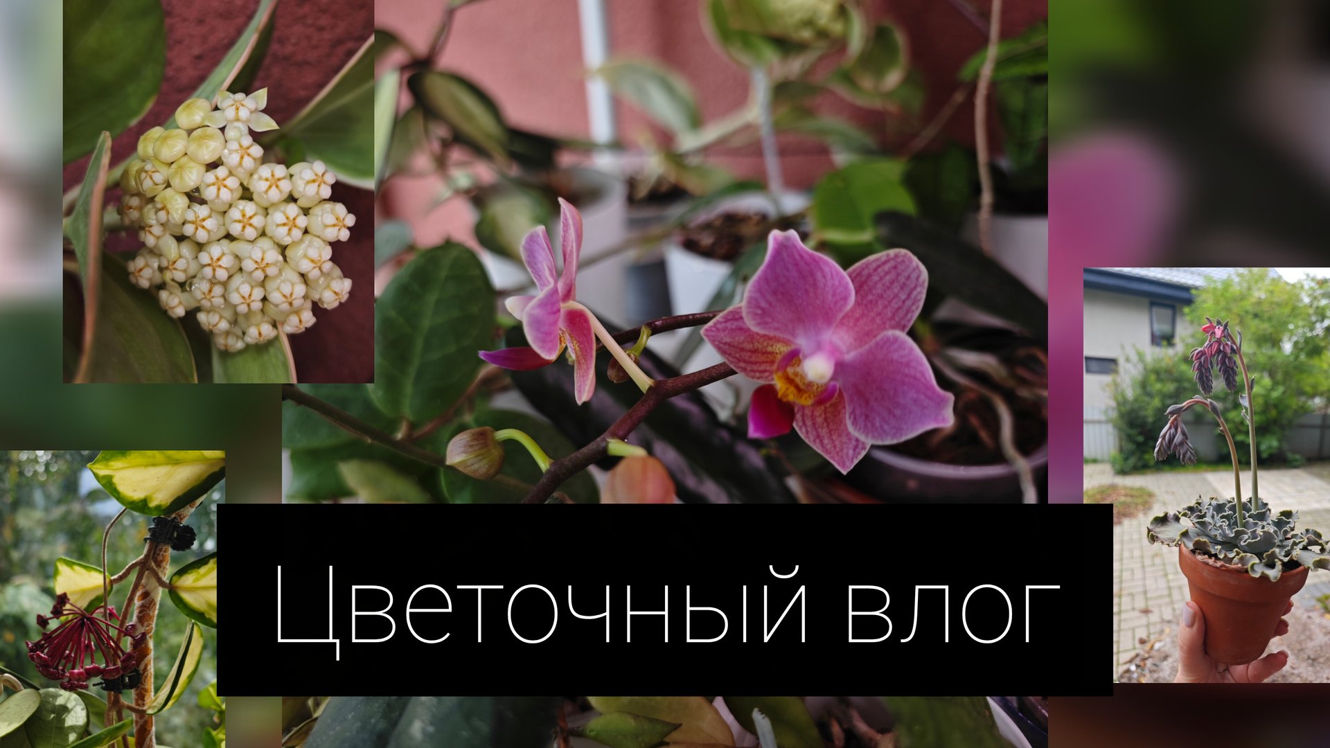 цветочный влог смотреть онлайн