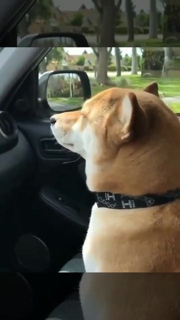 Собака (видео не моё) смотреть онлайн