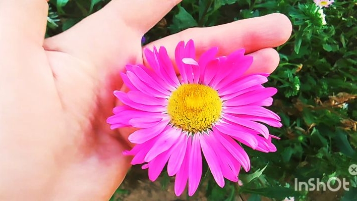 НАРВАЛА ЧЕРНОСЛИВ..ПОЛИЛА ЦВЕТЫ..НЕБОЛЬШИЕ ПОКУПКИ..ЗАБРАЛА ЗАКАЗ смотреть онлайн