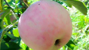 Вегетативные гибриды, блеф или реальность?