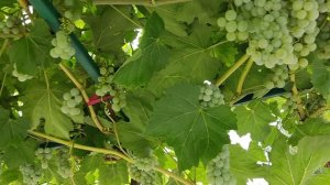 Неукрывные белые технические сорта винограда на беседке. Прэйри Стар и Айтаска.