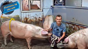 Строю идеальный свинарник своими руками! Искусственное осеменения молодых свиноматок!