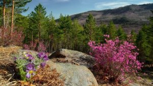 Забайкалье - моя малая Родина (Забайкальский говорок)