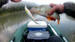 Окунь на воблер и отводной поводок