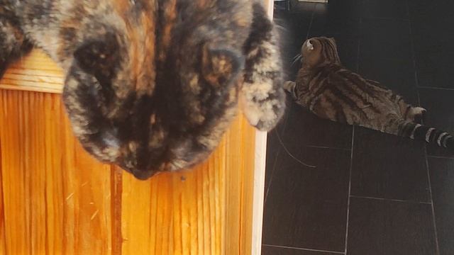 уроки балдежа😸☀ смотреть онлайн