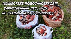 Нашествие подосиновиков!!!🤩 Таинственный лес, куда не ступала нога грибника!))
