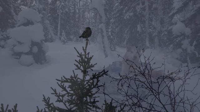 СУДЬБА МЕДВЕДЯ - ДОМУШНИКА. ОЧЕНЬ ЖАДНАЯ ВОРОВКА. ЗАКРЫВАЮ КАПКАНЫ смотреть онлайн