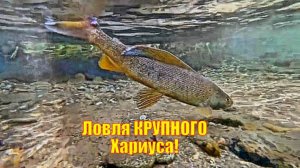 Ловля КРУПНОГО Хариуса!