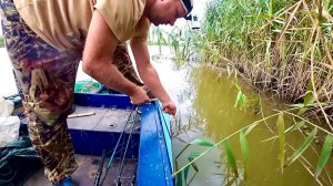 ЛЕСКА В КАМЫШАХ - РЫБА НА КРЮЧКАХ! РЫБАЛКА В ЗАРОСЛЯХ ДИКОЙ РЕКИ. Разведка с ночёвкой в палатке
