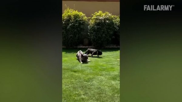 NEW! FailArmy. Craziest Fails of the Week | Best of August 2025