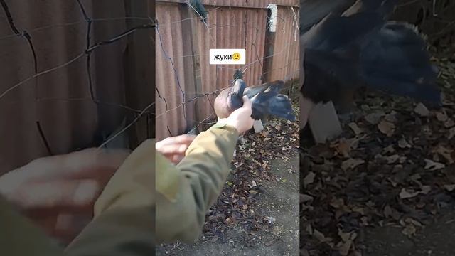 г. Мариупольские жуки смотреть онлайн