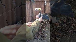 г. Мариупольские жуки