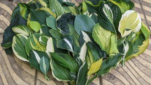 хосты под навесом в конце августа