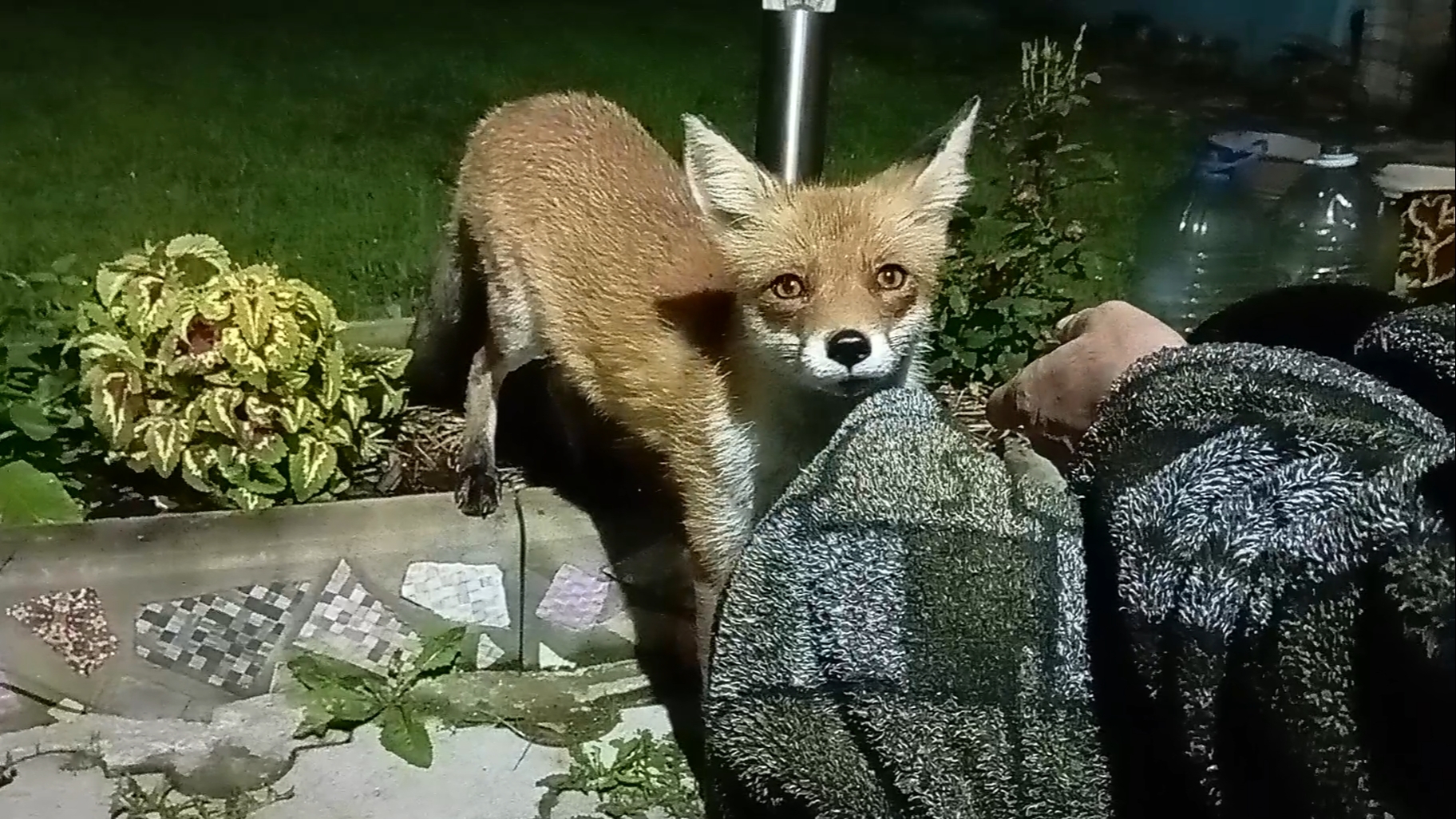 (1100) Лиса приходит в гости. Август 2025 смотреть онлайн