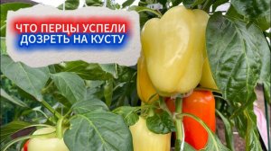 ПЕРЦЫ НЕ РАСТУТ! ПОЧЕМУ ПЕРЦЫ ОТКАЗЫВАЮТСЯ СОЗРЕВАТЬ НА КУСТУ? Разбираем причины и решаем проблему!