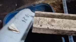 Инкубация яиц черной львинки прямо в инсектарии.