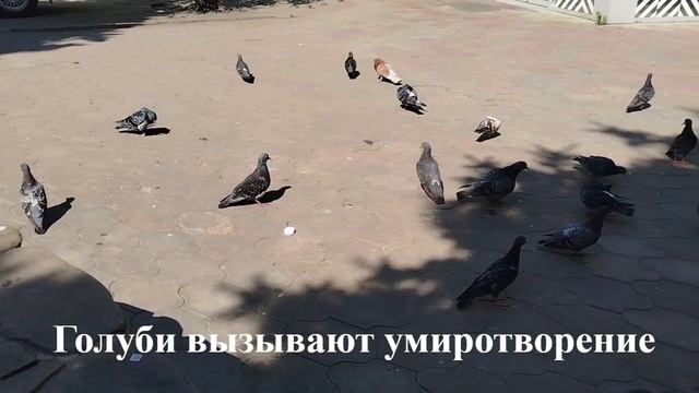 Без слов. Хорошее утро, покупки для кухни, завтрак