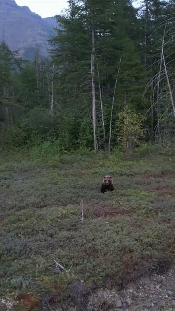 Встретил медведя в лесу смотреть онлайн