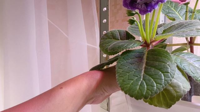 Глоксиниевые поля 😇
Посмотрите на эту красоту девочки 🌹🥰🥰🥰🥰🥰 смотреть онлайн