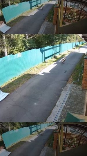 Собаки не могут догнать лося.