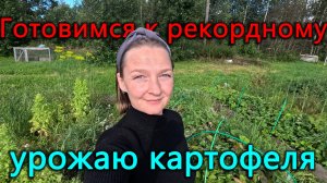 Картошки не будет, зато помидоры собираем ведрами. Косим огромные площади на огороде и газоне.