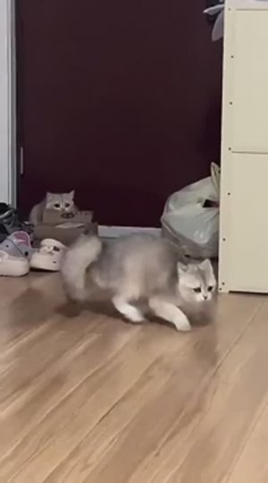 Прикольные кошаки🐈🐈