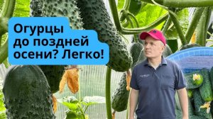 Летне-осеннее выращивание огурцов в теплице- как формируем.