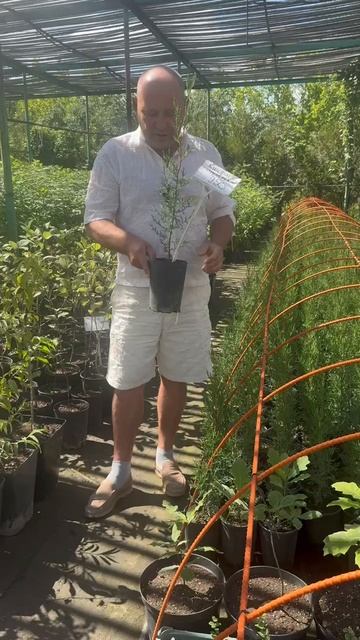 Аризонский кипарис