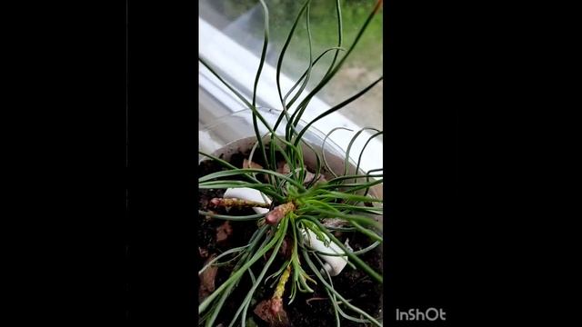 Самосовершенствуя себя , и вот новую маску гордыни нашла!