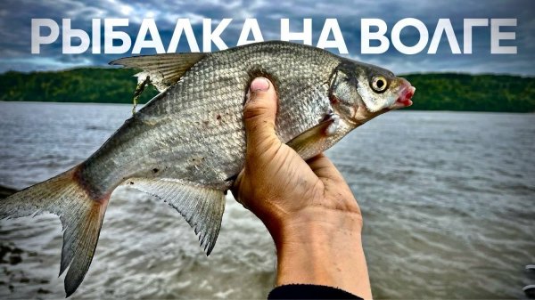 РЫБАЛКА НА ВОЛГЕ! СКОЛЬКО РЫБЫ НА НОВОМ МЕСТЕ! Фидер на реке.