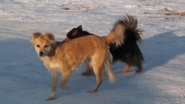 Алексеевка смотреть онлайн