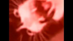 кот орет (-уши)