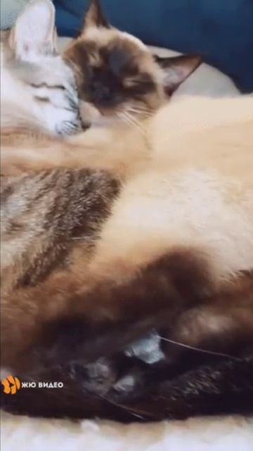 Два хвоста смотреть онлайн