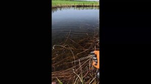 Новая Рогатка В Деле: Рыбалка На Рогатку#fishing#рекомендации#top#2025#fish#youtube