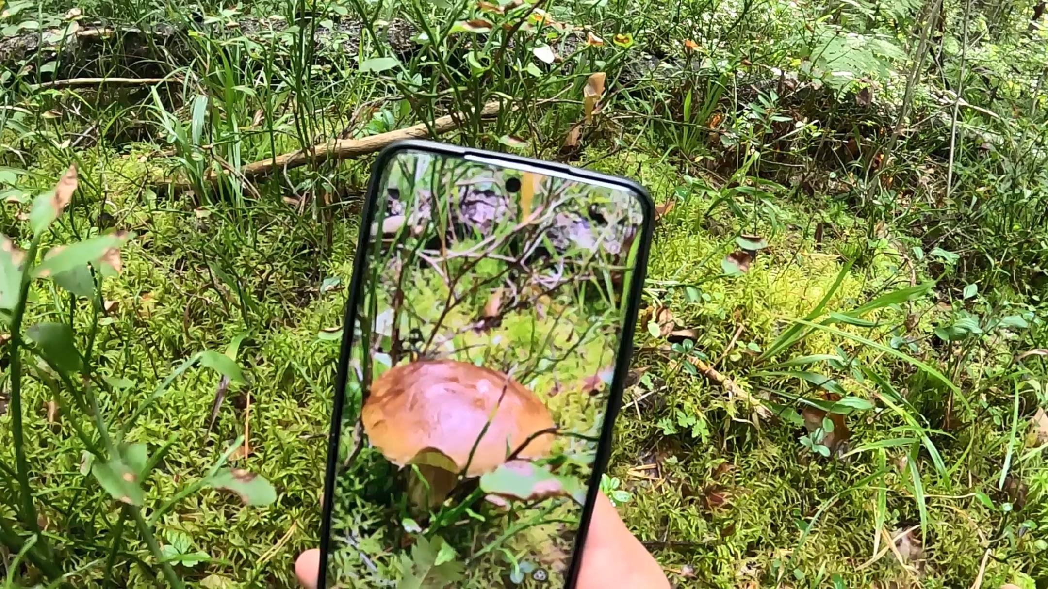 ГРИБЫ 2025. БЕЛЫЕ ГРИБЫ и ЛИСИЧКИ В АВГУСТЕ смотреть онлайн