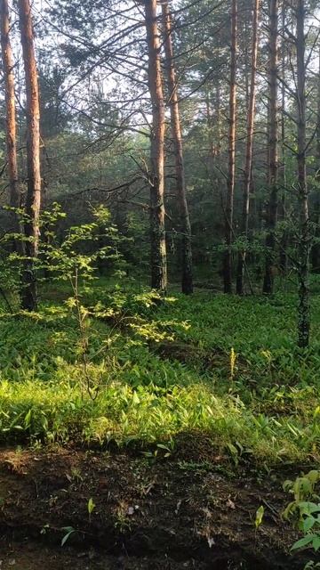 Красивая природа с музыкой смотреть онлайн