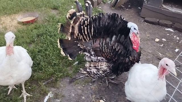 ИНДЮКИ Отпуск в деревне смотреть онлайн