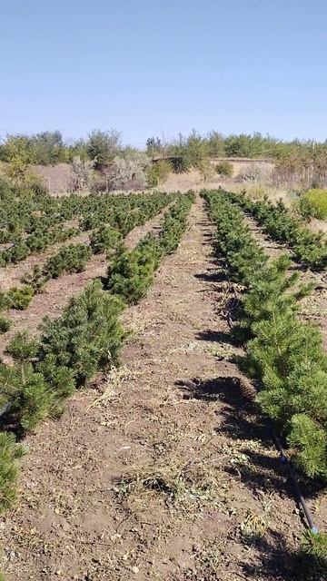 Сосна горная Унцината (Pinus Uncinata) H 0.30-0.50 м, D 0.20 см, С20