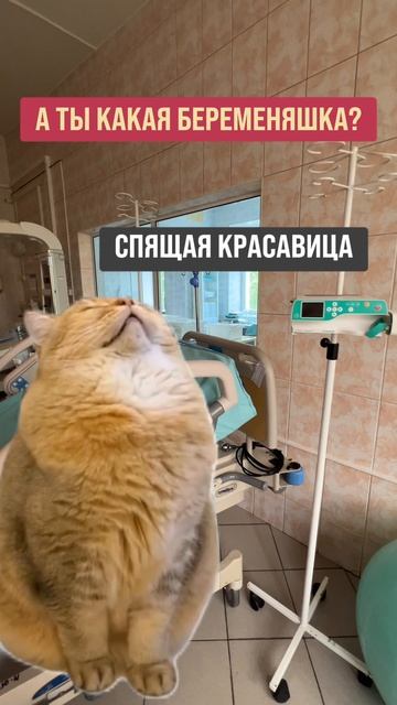 А ты какая беременяшка? смотреть онлайн