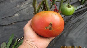 Крупноплодный томат Ювель вызрел на улице, несмотря на дожди. И не заболел.