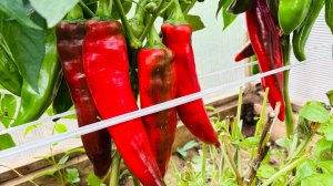 Сделайте так и ваши перцы очень быстро покраснеют!!