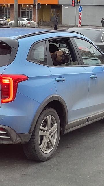 Собакам интересно кататься в машине