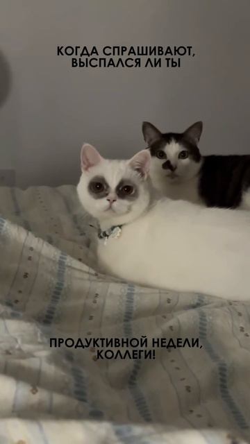 Продуктивной недели #видео #анимация #видеоролик #заказатьролик #анимация #съёмка #юмор #видеостуди смотреть онлайн