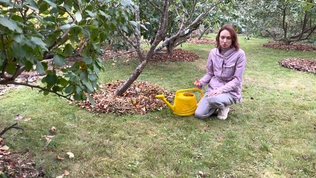 Осенние работы в саду. Полив с триходермой смотреть онлайн