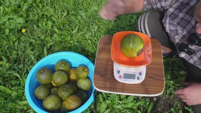 Сколько дынь вырастил в Сибири и стоило ли высаживать без теплицы Собираю сибирские дыни смотреть онлайн